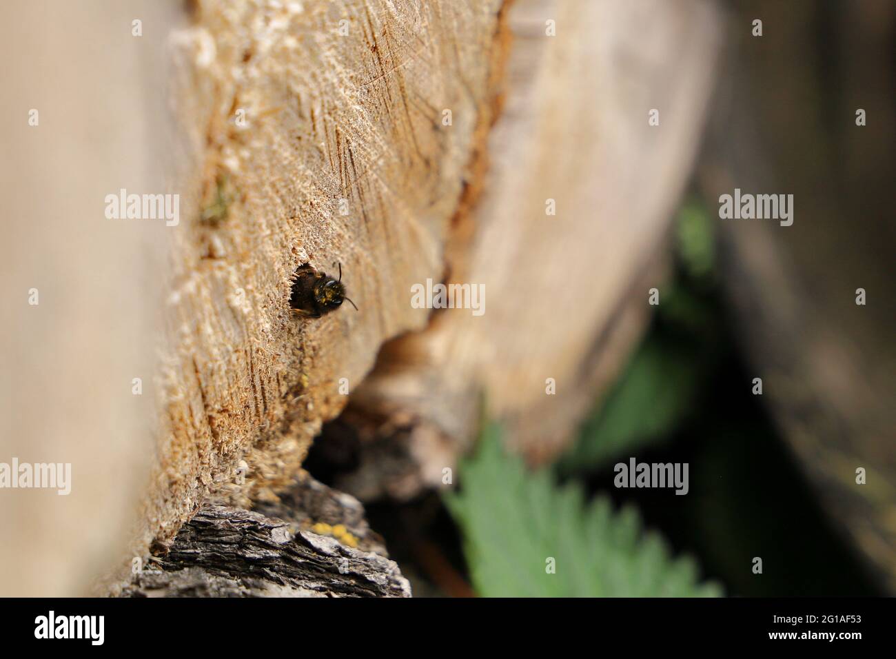 Abeille Bumble en bois Banque D'Images