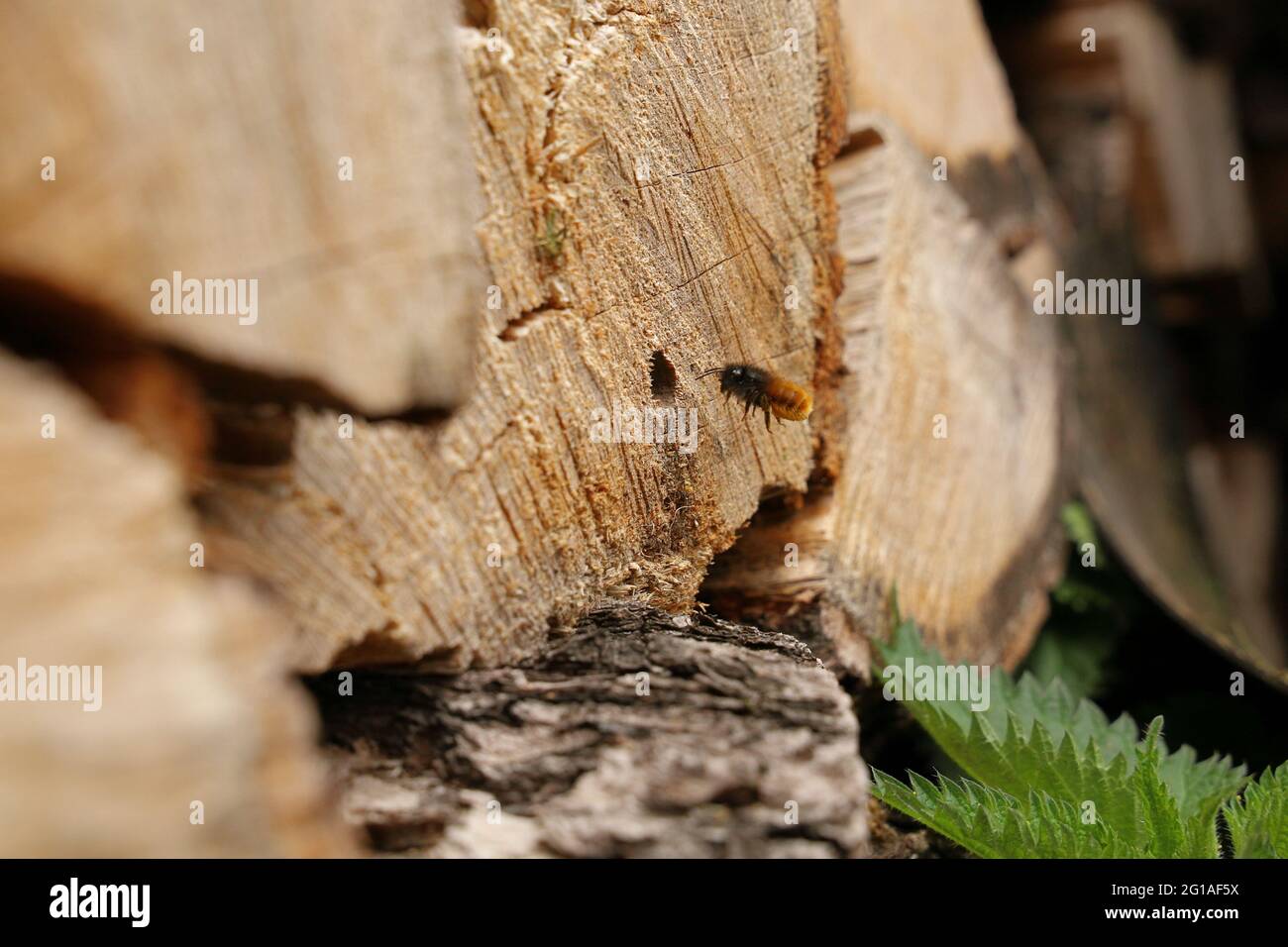 Abeille Bumble en bois Banque D'Images