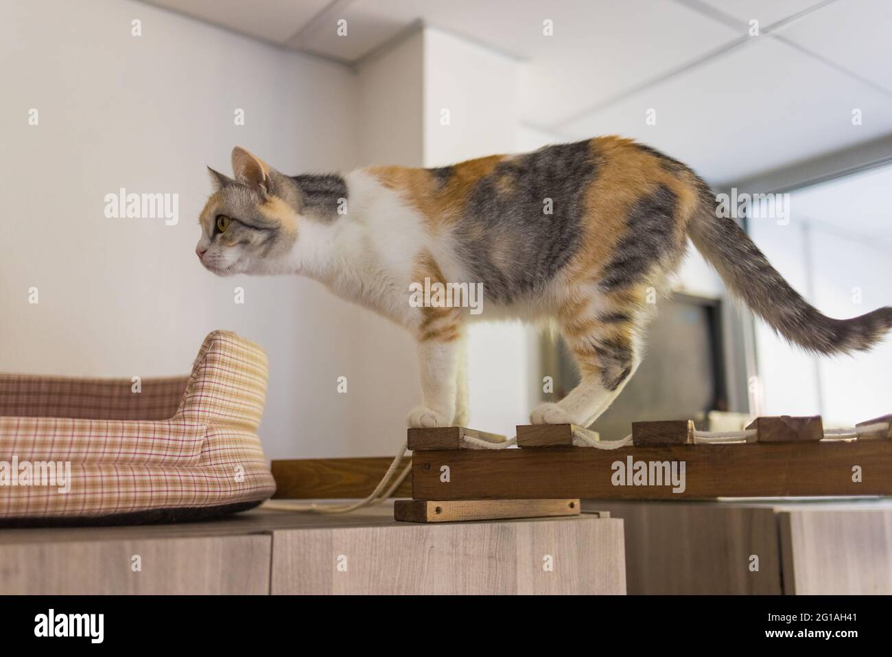 Un chat de Birman point de phoque, chaton de 4 mois, homme monte sur la poutre en bois sur le grenier sous le plafond incliné en placoplâtre Banque D'Images