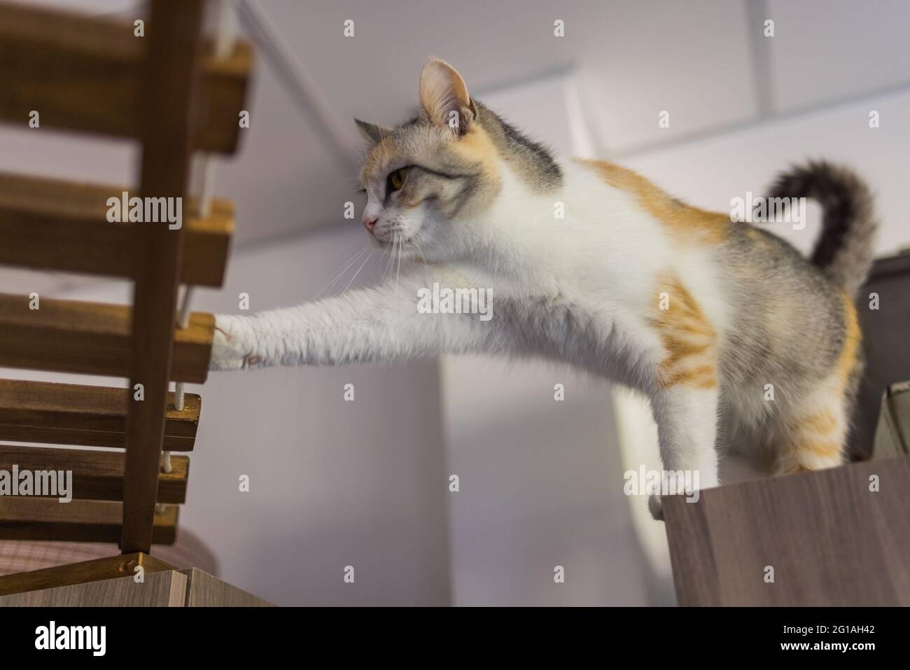 Un Chat Birman Seal Point 4 Mois Chaton Homme Aux Yeux Bleus Allonge Sur Le Lit Photo Stock Alamy