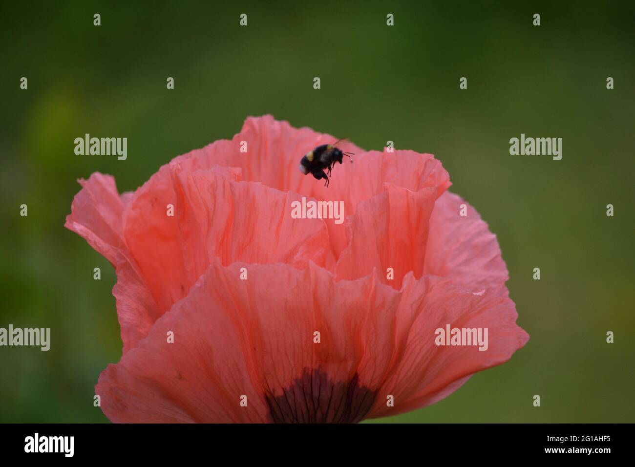 Coquelicot oriental, Papaver orientale visité par une abeille Banque D'Images