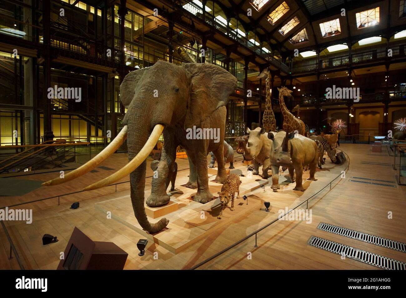 France, Paris, jardin des plantes, Grande Galerie de l Evolution (Galerie Evolution) Banque D'Images