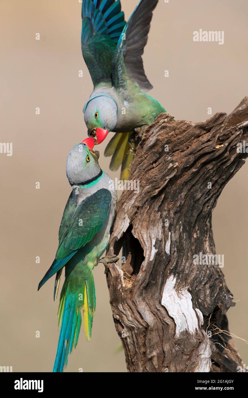 L'image de Malabar Parakeet (Psittacula columboides) à Shimoga, Karnatka, Inde, Asie Banque D'Images