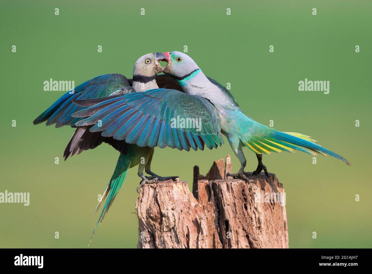 L'image de Malabar Parakeet (Psittacula columboides) à Shimoga, Karnatka, Inde, Asie Banque D'Images