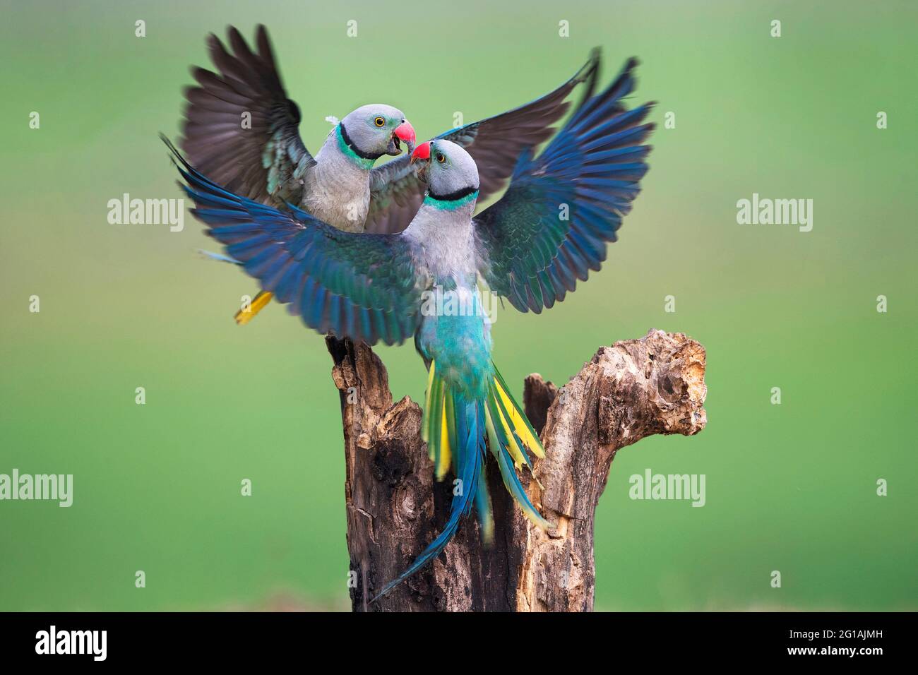 L'image de Malabar Parakeet (Psittacula columboides) à Shimoga, Karnatka, Inde, Asie Banque D'Images