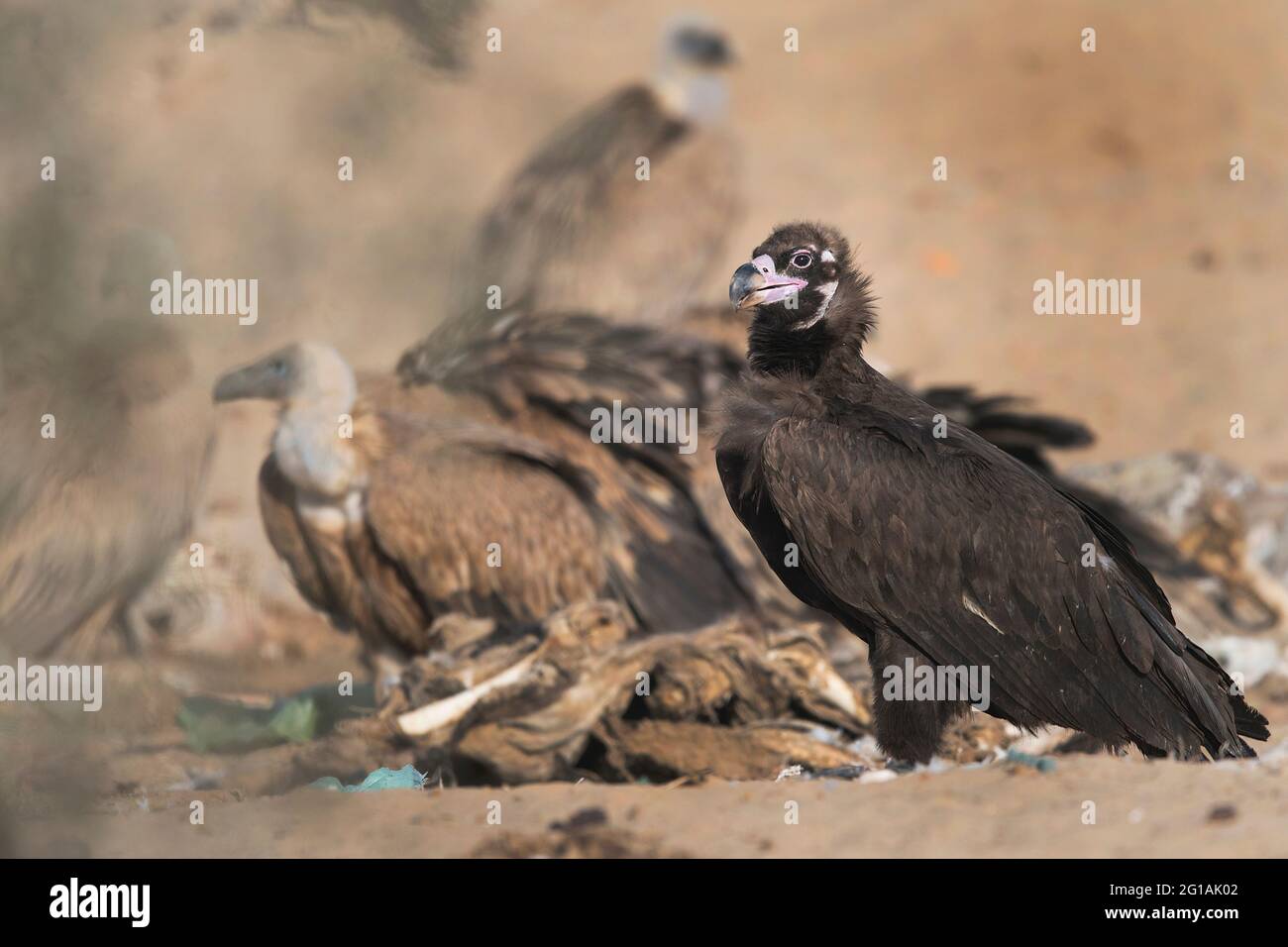 L'image de la vautour de Cineregypus (Aegypius monachus) a été prise au Rajasthan, en Inde, en Asie Banque D'Images