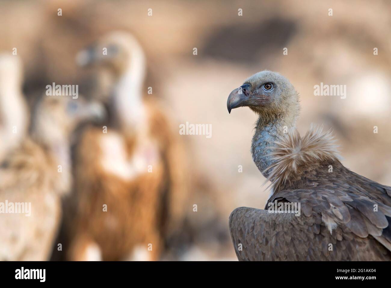 L'image de la vautour de Griffon (Gyps fulvus) a été prise au Rajasthan, en Inde, en Asie Banque D'Images