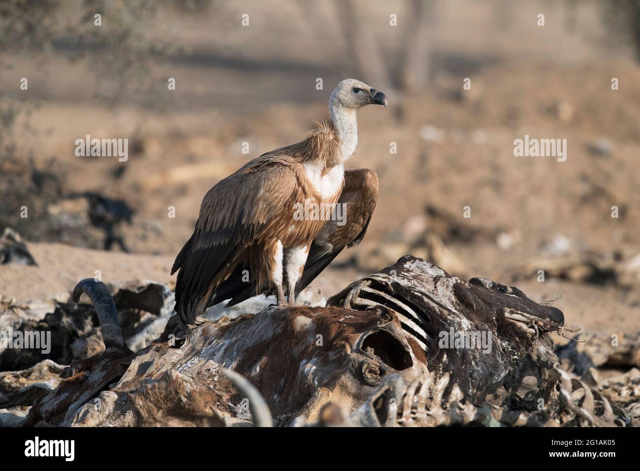 L'image de la vautour de Griffon (Gyps fulvus) sur la carcasse animale a été prise au Rajasthan, en Inde, en Asie Banque D'Images