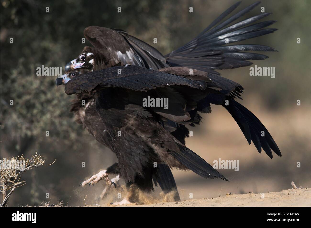 L'image de la vautour de Cineregypus (Aegypius monachus) a été prise au Rajasthan, en Inde, en Asie Banque D'Images