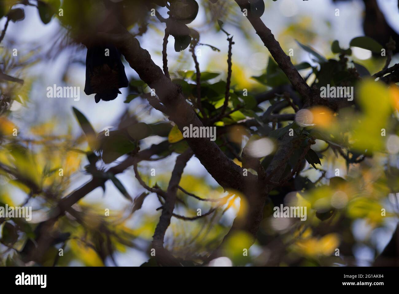 L'image du renard volant indien (Pteropus giganteus) au parc national du RIF, Gujarat, Inde, Asie Banque D'Images
