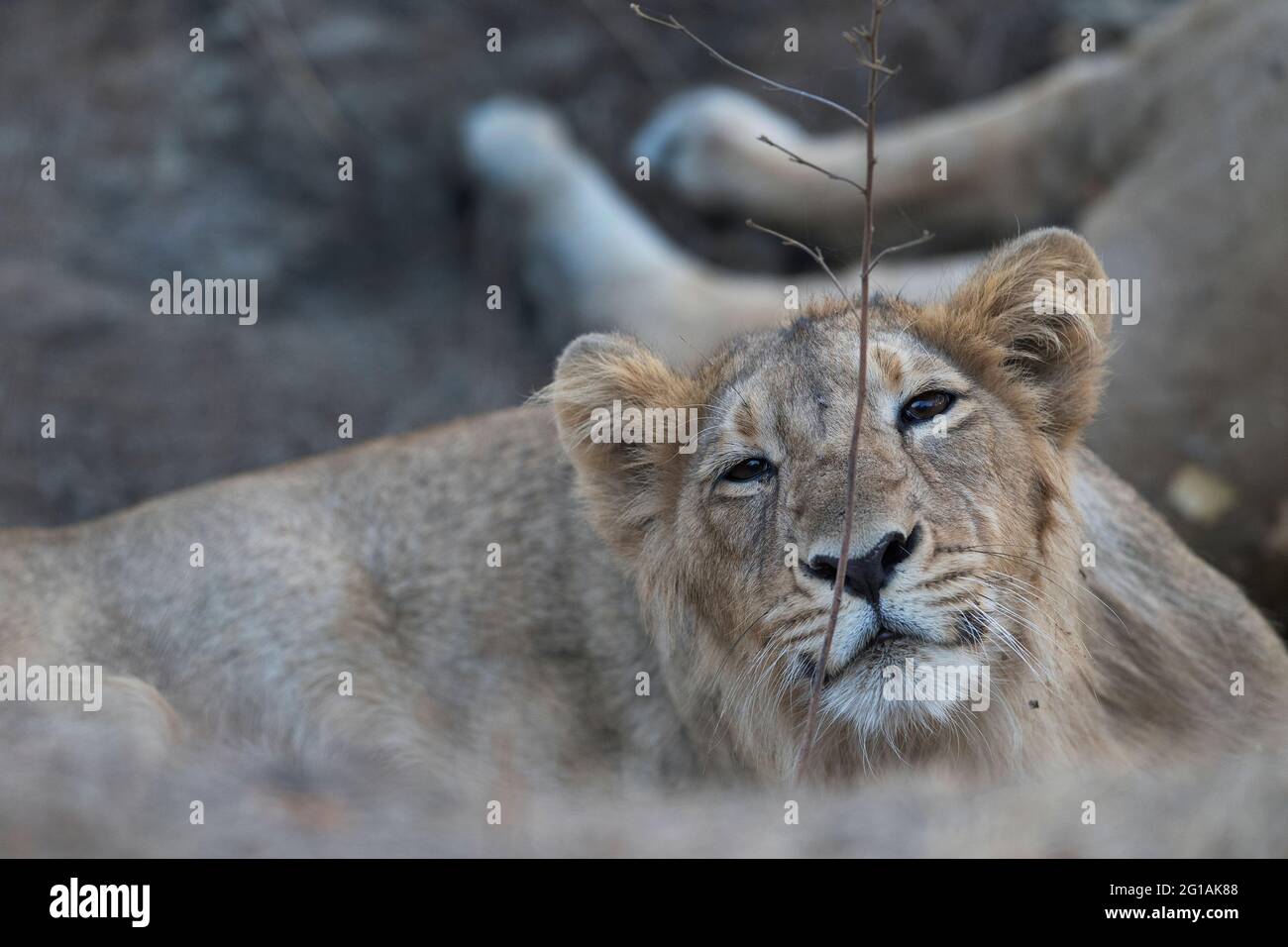L'image du lion asiatique mâle Cub( Panthera leo persica) a été prise au parc national GIR, Gujarat, Inde, Asie Banque D'Images