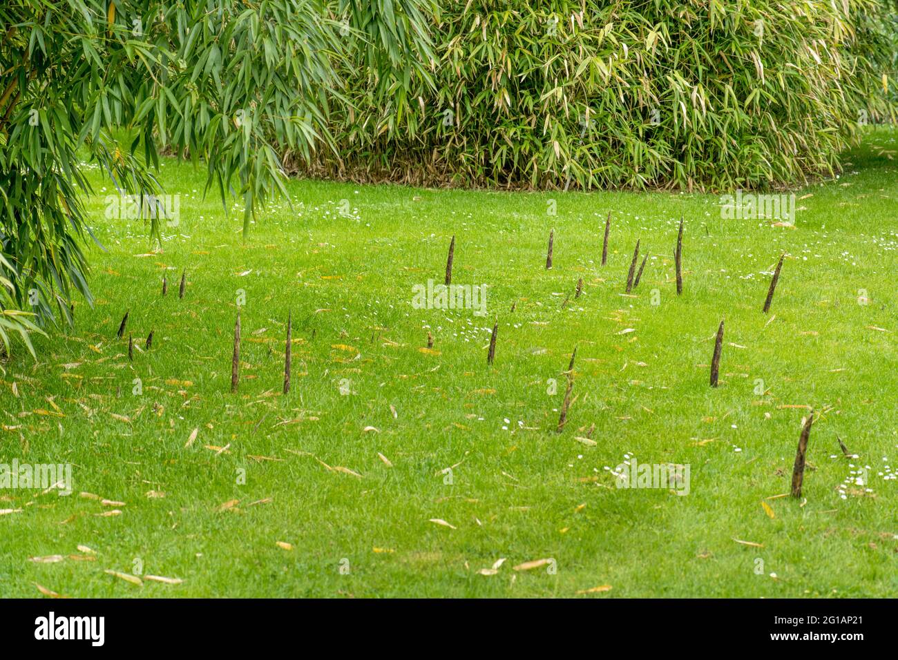 Pousses de bambou pointues, pousses dures de type effilée, pousses de la pelouse dans le voisinage de la plante mère de bambou, jardin, problème Banque D'Images