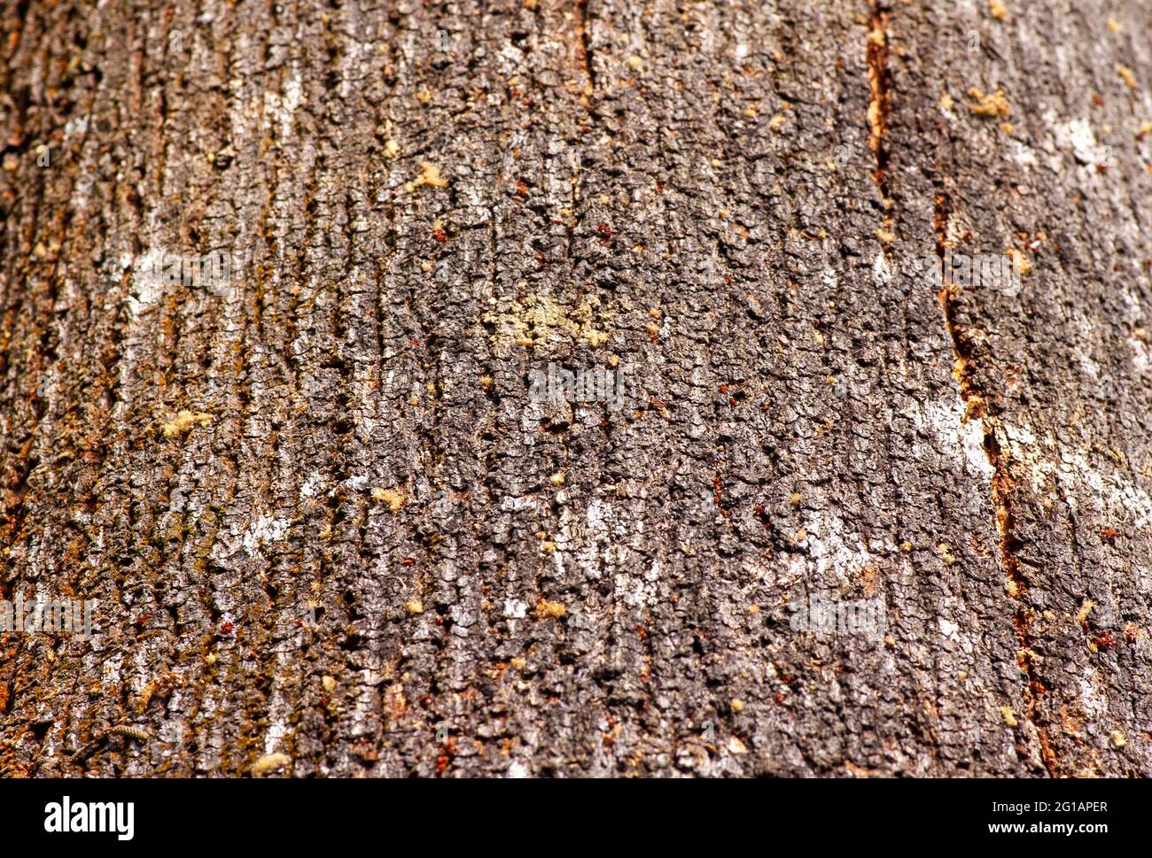 Écorce d'arbre d'une plante hybride Acacia. L'hybride Acacia est un arbre de taille moyenne qui a l'aspect similaire à Acacia mangium. Arrière-plan naturel. Banque D'Images