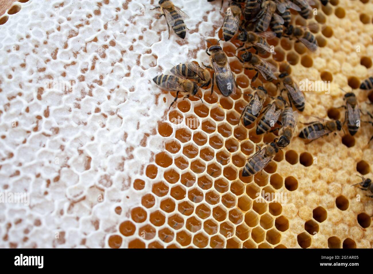 Abeilles sur le cadre avec la couvée d'abeilles et le miel Banque D'Images