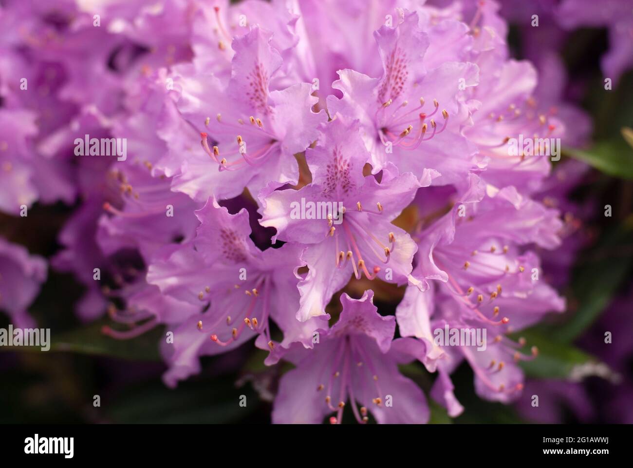 Fleur Rhododendron Banque D'Images