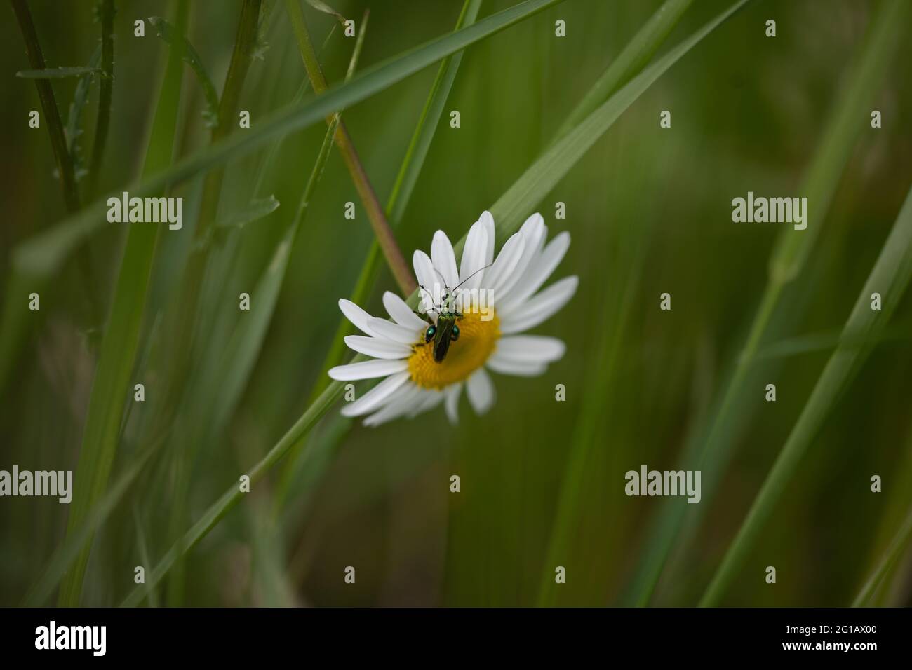 Beetle de fleur à pattes grasses mâle (Oedemera nobilis) sur la Marguerite d'Oxeye (Leucanthemum vulgare) Banque D'Images