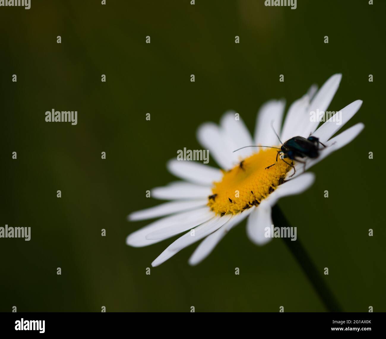 Beetle à fleurs à pattes grasses mâle (Oedemera nobilis), vue arrière, sur la Marguerite Oxeye (Leucanthemum vulgare) Banque D'Images