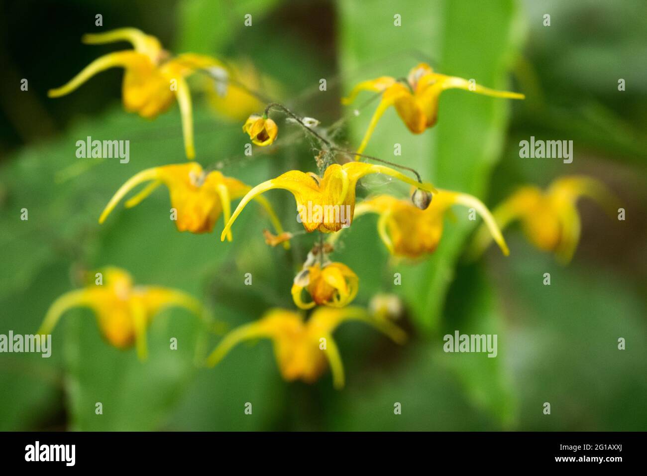 Evergreen Barrenwort Epimedium Amber Vawe Flower gros plan Epimediums Orange Flowers Banque D'Images