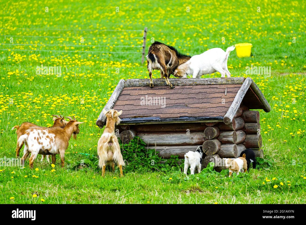 famille de chèvres dans le pâturage de floraison lutte pour un lieu sur le toit d'une petite cabane Banque D'Images