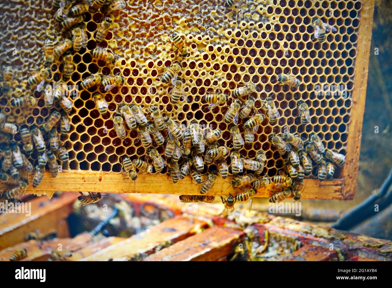 Vue rapprochée du groupe de travail sur le nid d'abeilles avec du miel doux. Le miel est l'apiculture produits sains. Le miel d'abeilles recueillis dans la belle jaune Banque D'Images