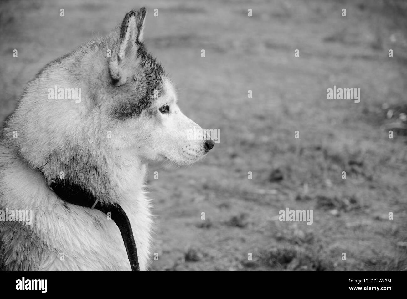 Chien Husky dans une photo noir et blanc Banque D'Images