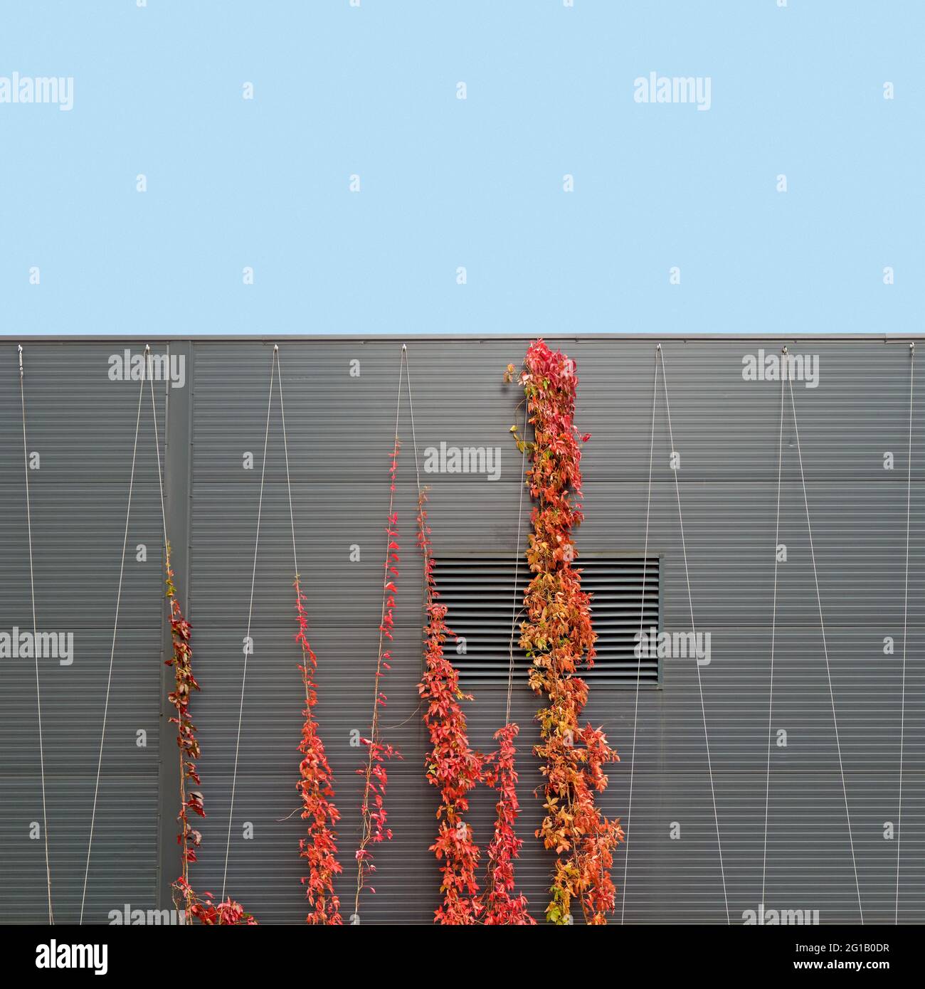 Vigne rouge et jaune grimpant sur un mur de bâtiment moderne en automne Banque D'Images