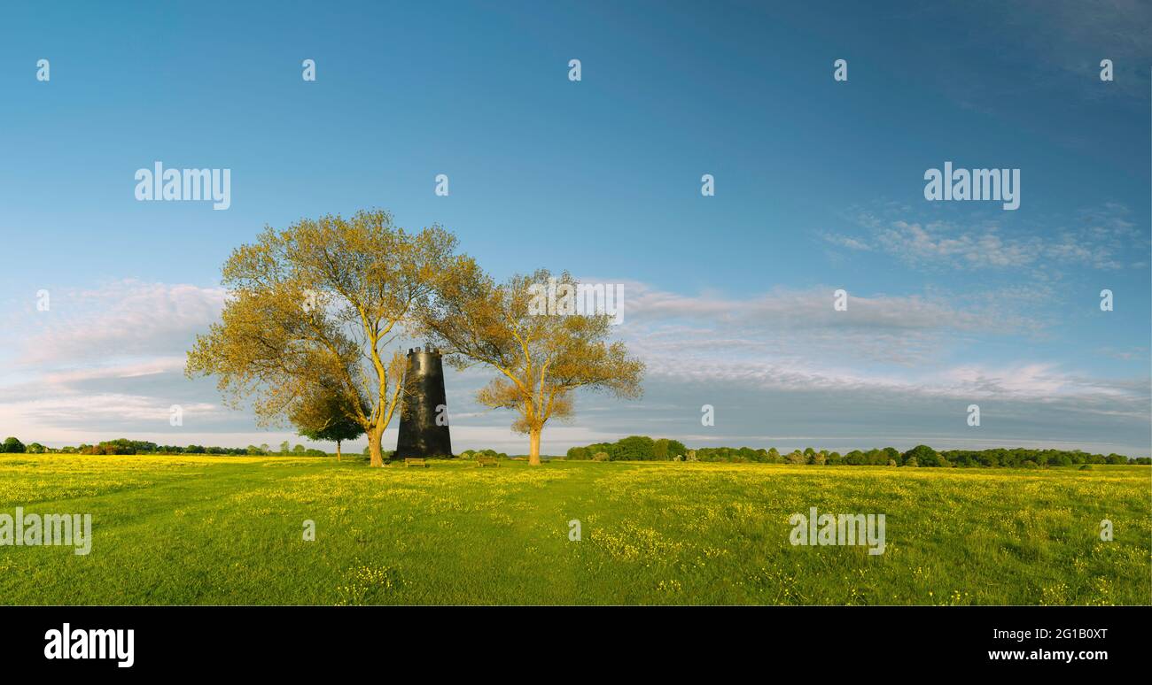 Pâturage ouvert avec butterbutterbups à fleurs et moulin désutilisé flanqué de deux arbres à l'horizon au lever du soleil sur le Westwood à Beverley, Yorkshire, Royaume-Uni. Banque D'Images