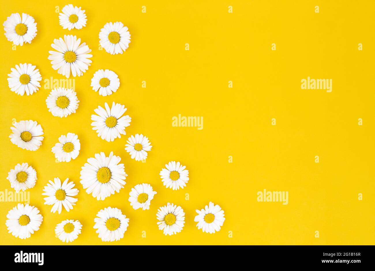 Fleurs de camomille sur fond jaune avec espace de copie. Banque D'Images