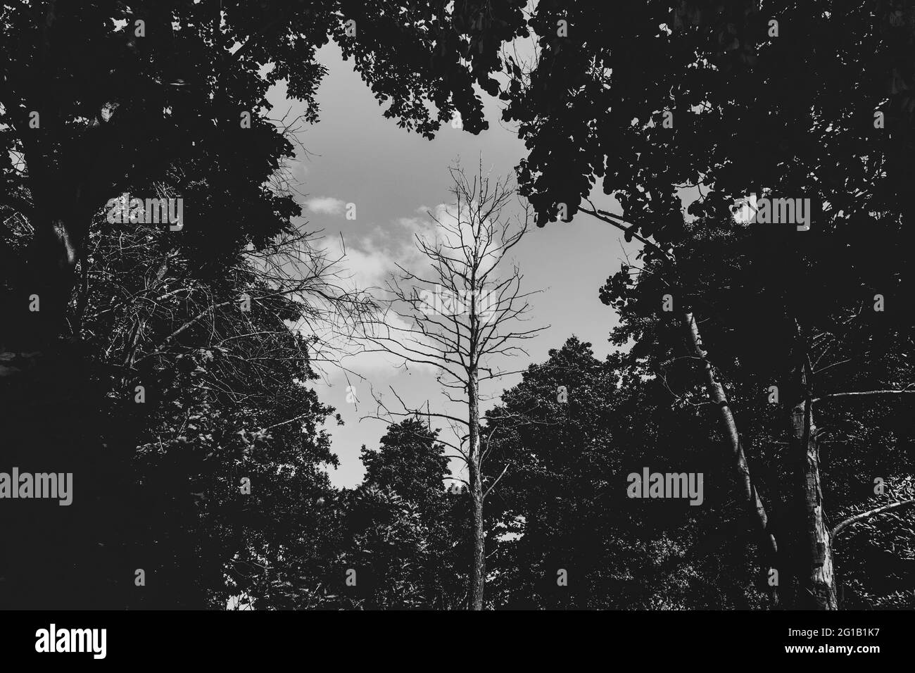 Un arbre mort seul dans un petit défrichement sur la plage en Pologne en été dans un défrichement. Zone sans arbres au milieu d'une forêt au centre. Banque D'Images