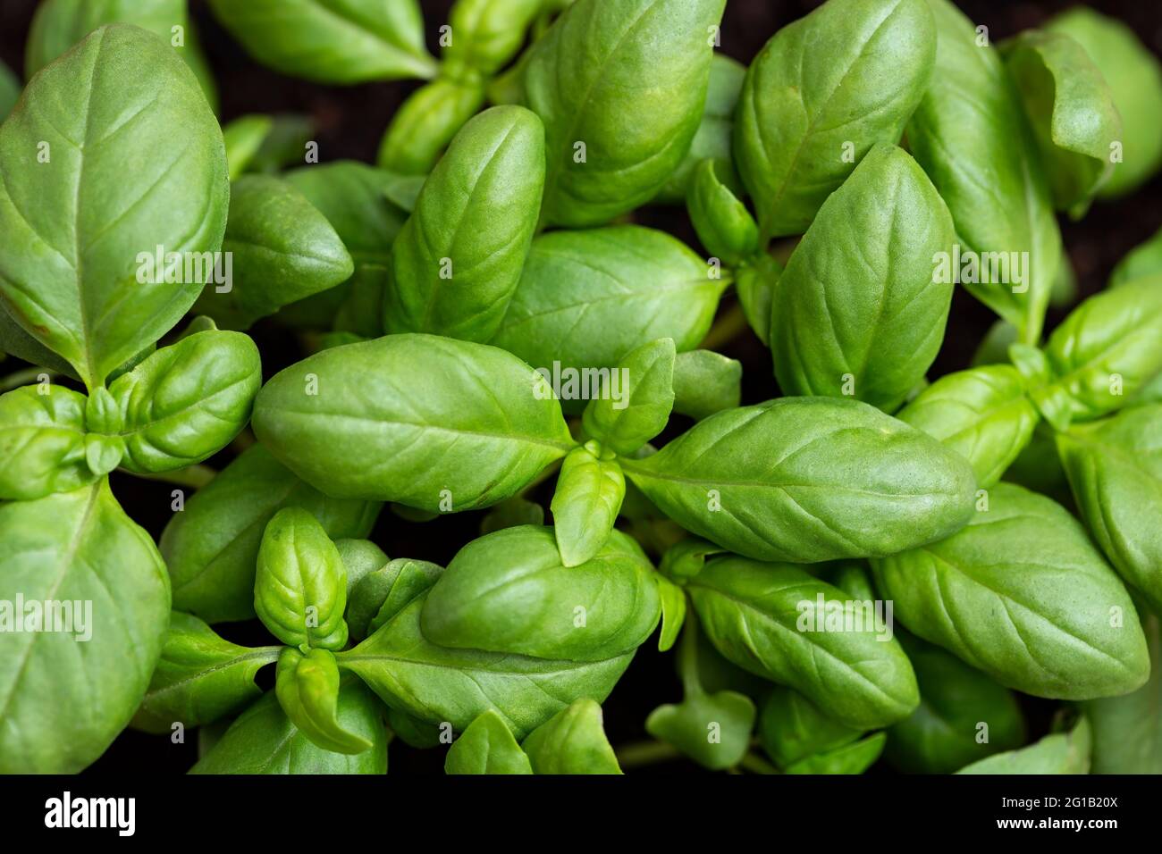 Feuilles de basilic vert frais close up Banque D'Images