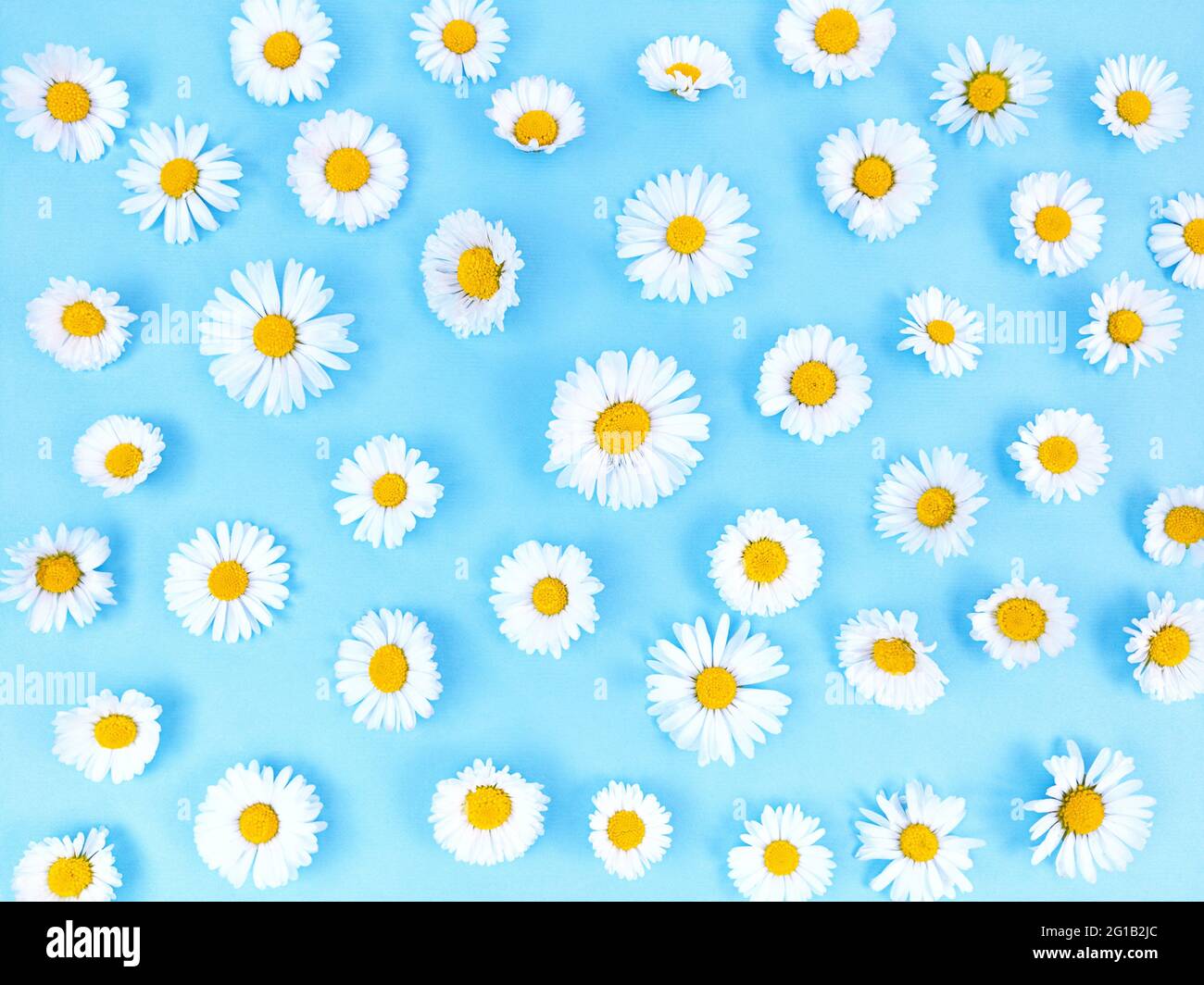 Motif de fleurs de camomille sur fond bleu. Banque D'Images