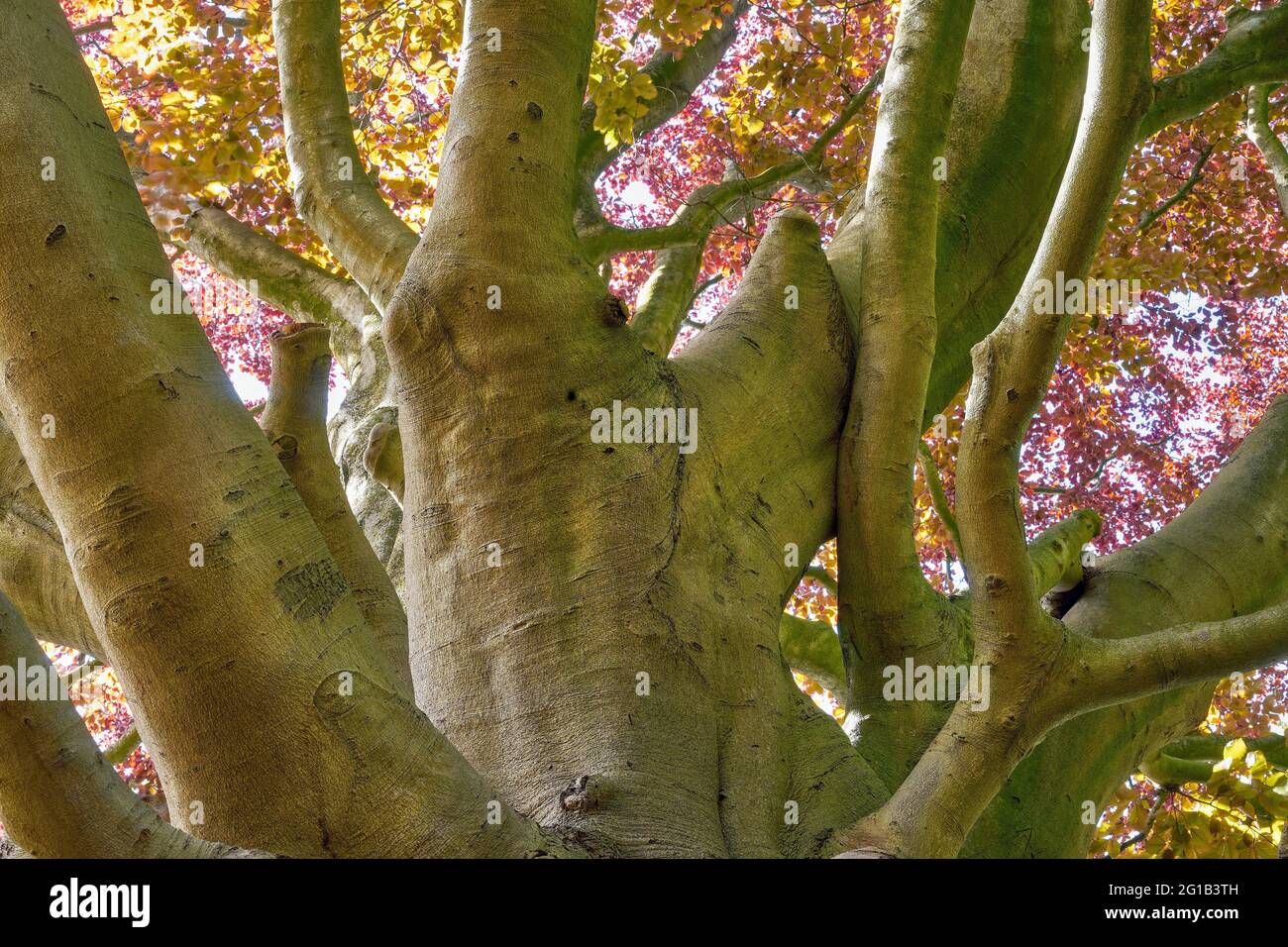 Tronc et branches d'un hêtre de cuivre puissant (Fagus sylvatica) Banque D'Images