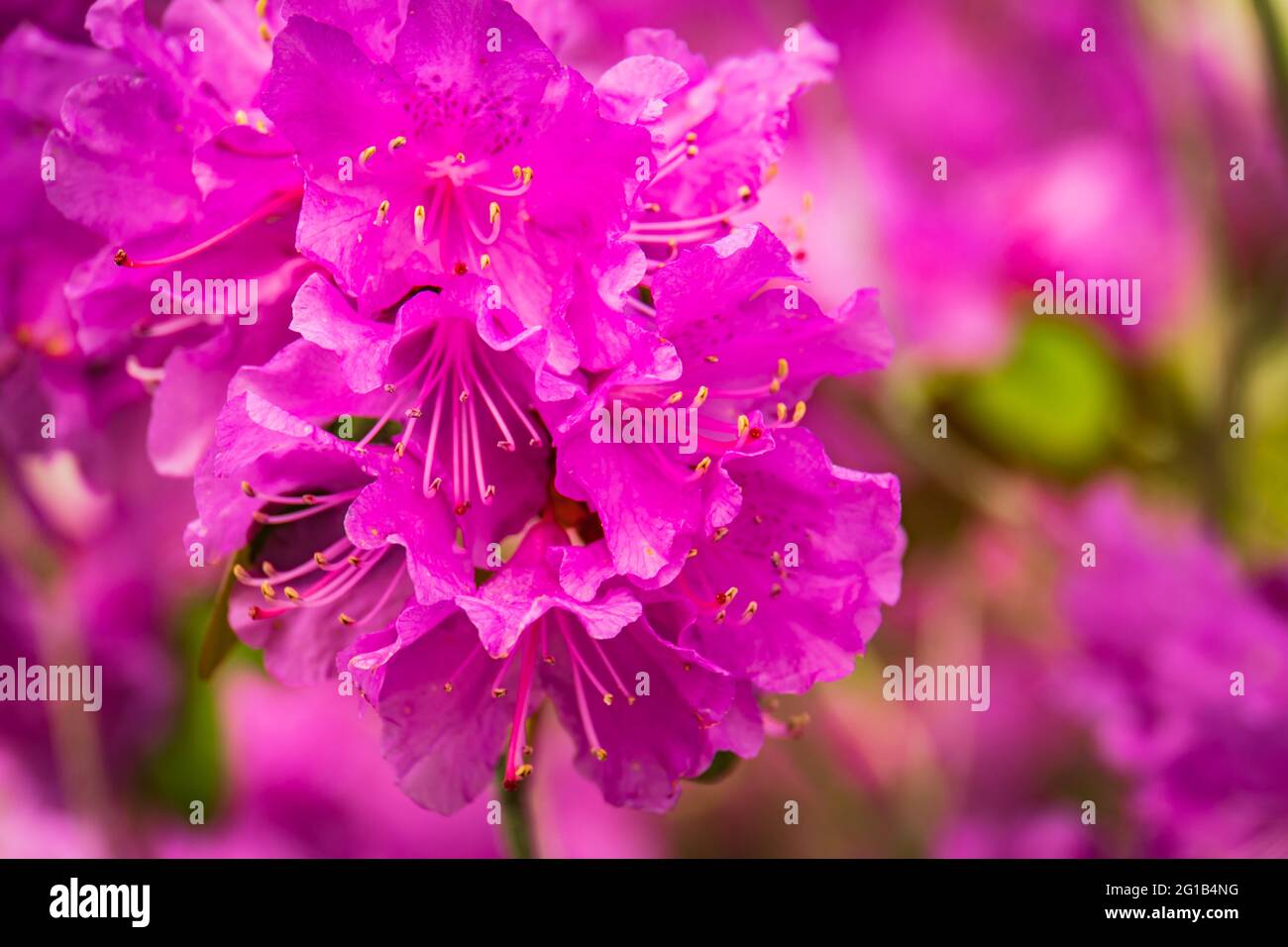 azalea rose vif fleur au printemps Banque D'Images