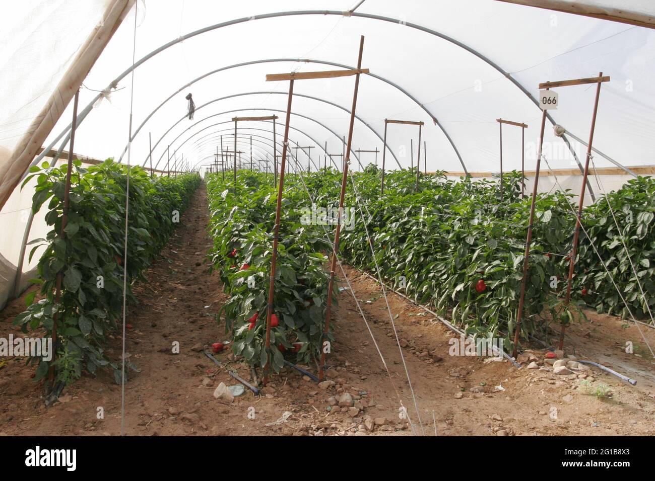 Poivrons rouges dans la huée de kibboutz Kalia sur la rive de la mer Morte, le sol salé a été lavé avant la culture, l'arrosage est par Drip irrigation voir lignes plastiques Banque D'Images
