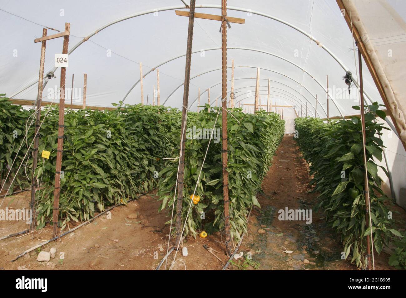 Poivrons rouges dans la huée de kibboutz Kalia sur la rive de la mer Morte, le sol salé a été lavé avant la culture, l'arrosage est par Drip irrigation voir lignes plastiques Banque D'Images