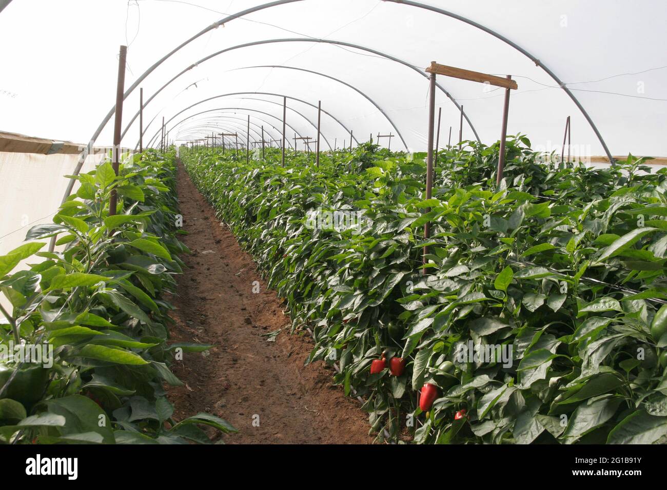 Poivrons rouges dans la huée de kibboutz Kalia sur la rive de la mer Morte, le sol salé a été lavé avant la culture, l'arrosage est par Drip irrigation voir lignes plastiques Banque D'Images