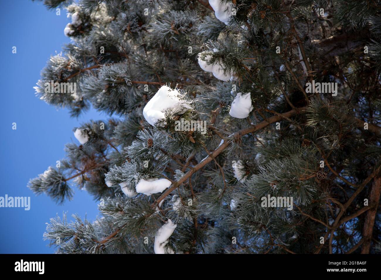 Un arbre avec des branches enneigées contre un ciel bleu en hiver Banque D'Images