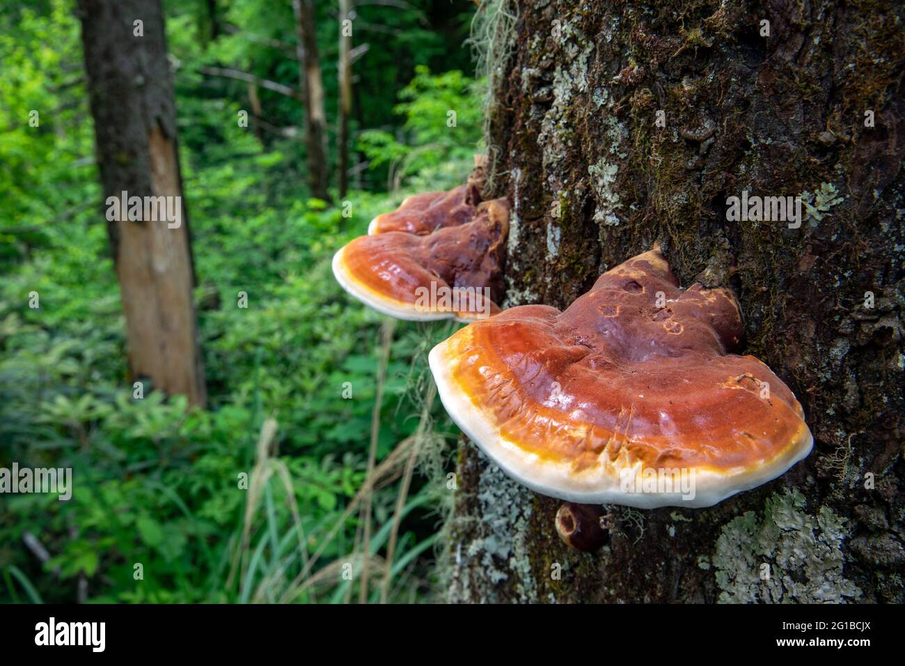 Ganoderma espèces de champignons polypores qui poussent sur l'écorce d'arbre - Pisgah National Forest, Brevard, Caroline du Nord, États-Unis Banque D'Images