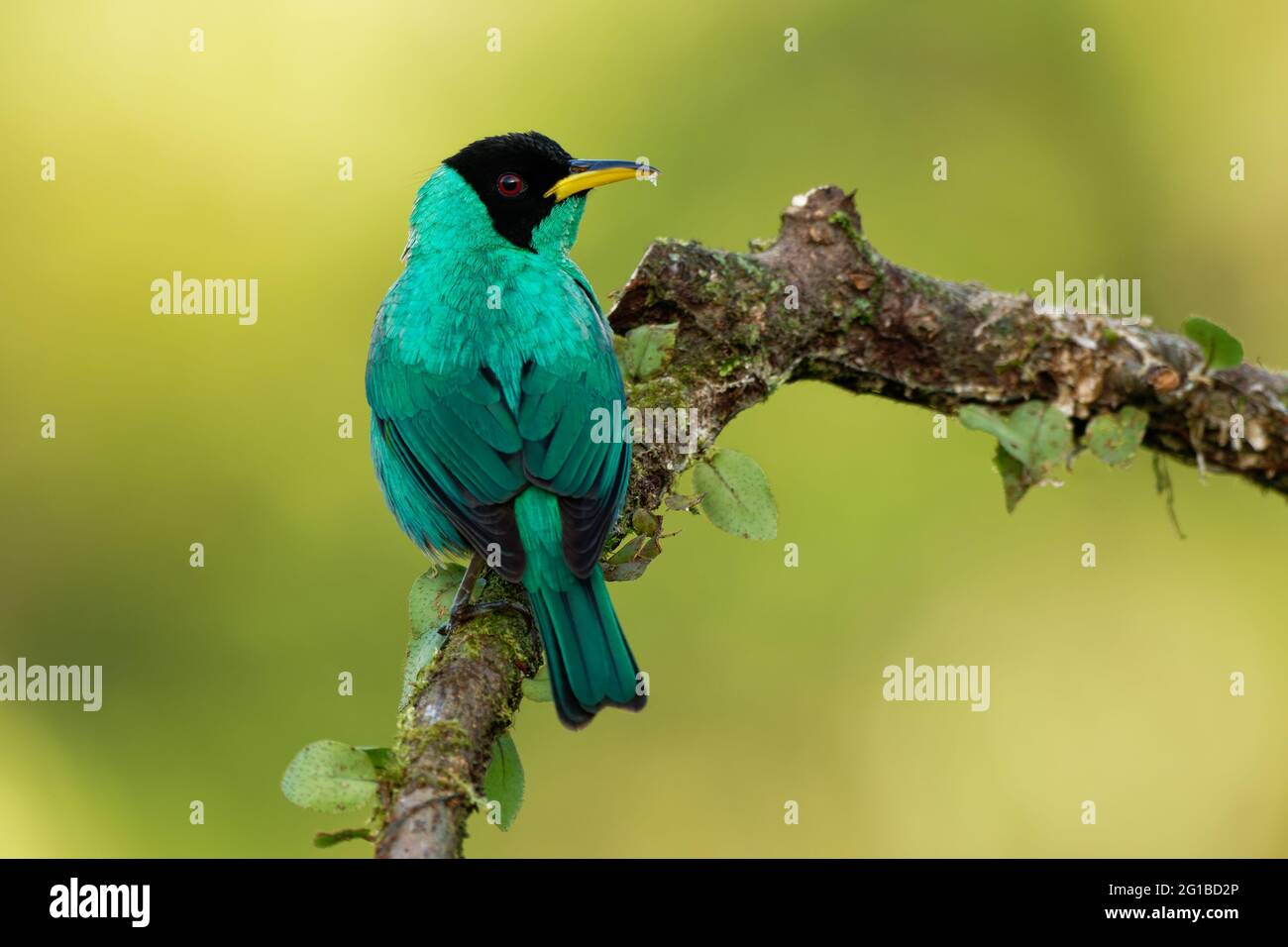 Green Honeyrampante - Chlorophanes spiza, petit oiseau vert à tête noire dans la famille des tanager, trouvé dans le Nouveau monde tropical du sud du Mexique sout Banque D'Images