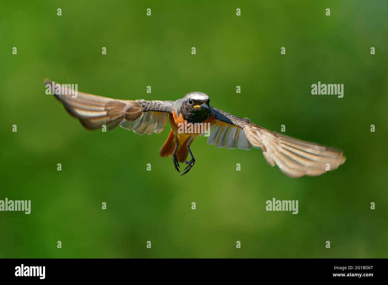 Commune Redstart Phoenicurus phoenicurus petit oiseau de passereau dans Phoenicurus, anciennement Turdidae, maintenant Old World flycatcher famille Muscicapidae, vol o Banque D'Images