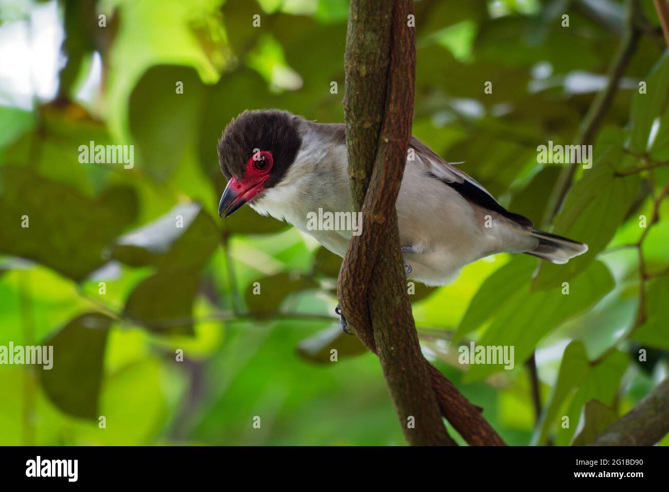 Tityra masqué - Tityra semifasciata oiseau noir et blanc de taille moyenne de passerine avec bec rouge et oeil, famille de flycatcher tyrant, dans Tityridae, gr Banque D'Images