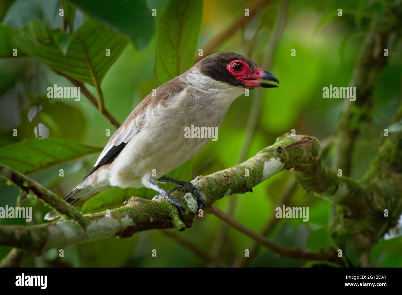 Tityra masqué - Tityra semifasciata oiseau noir et blanc de taille moyenne de passerine avec bec rouge et oeil, famille de flycatcher tyrant, dans Tityridae, gr Banque D'Images