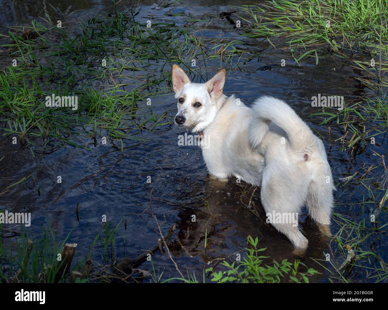 Le chien blanc Elkukhnd baigne dans le lac. Chien de chasse dans la nature en gros plan. Banque D'Images