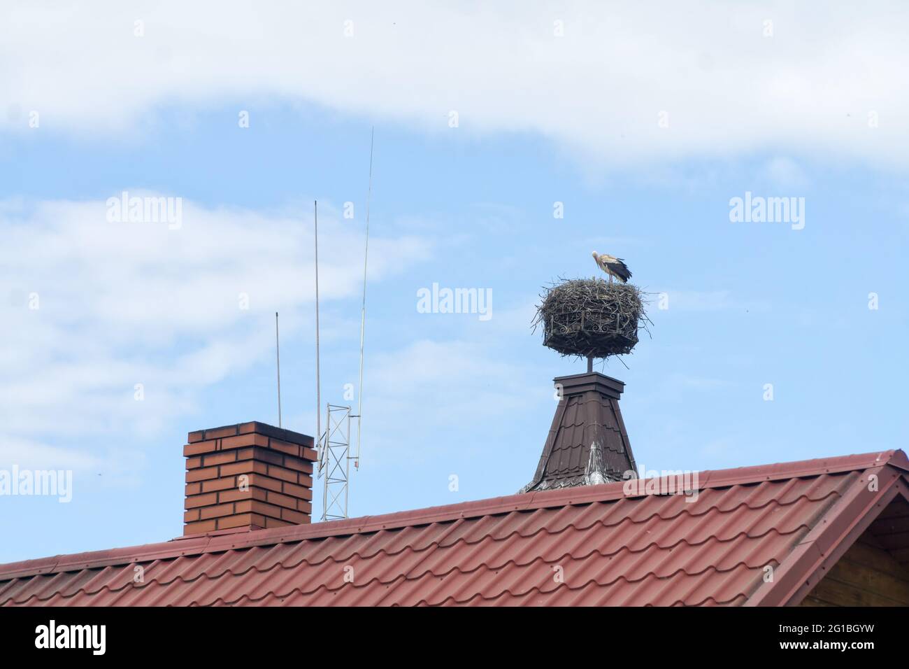 La ciconie blanche européenne (Ciconia ciconia) se tient sur son grand nid. Le nid de cigognes repose sur une cheminée ou un toit et est fait de beaucoup de branches. Banque D'Images
