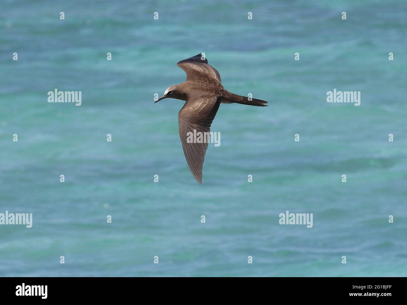 Brown Noddy (Anous stolidus pileatus) adulte en vol au-dessus de la mer Lady Eliot Island, Queensland, Australie Février Banque D'Images