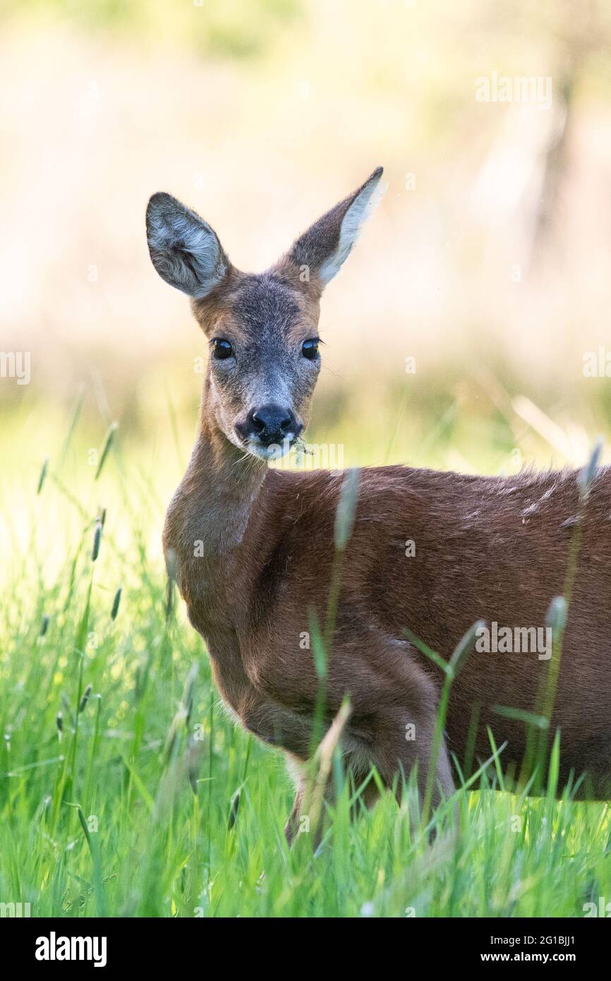 Cerf de Virginie (capréolus capréolus) se nourrissant de l'herbe au début de l'été, Écosse, Royaume-Uni Banque D'Images