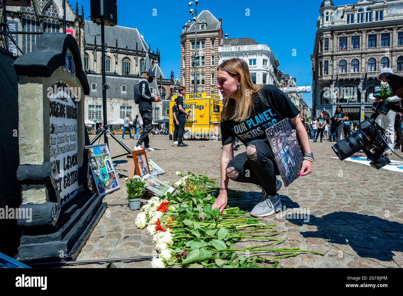 Amsterdam, pays-Bas. 06e juin 2021. La militante animalière laisse une rose blanche devant une pierre tombale pendant la journée de commémoration des animaux à Amsterdam. À Amsterdam, des centaines d'animatrices se sont rassemblées pour commémorer les milliards d'animaux qui meurent chaque année par des mains humaines, pour éduquer le public sur les alternatives sans cruauté et basées sur des plantes, Et célébrez les progrès accomplis vers la fin de la souffrance des animaux lors de la Journée nationale des droits des animaux (NARD) célébrée chaque année le premier dimanche de juin. Crédit : SOPA Images Limited/Alamy Live News Banque D'Images