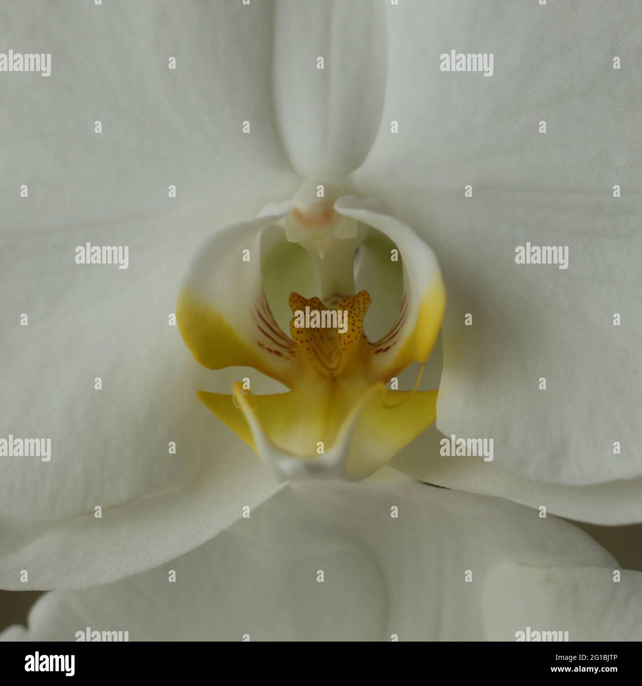 Gros plan d'une fleur d'orchidée blanche. Banque D'Images