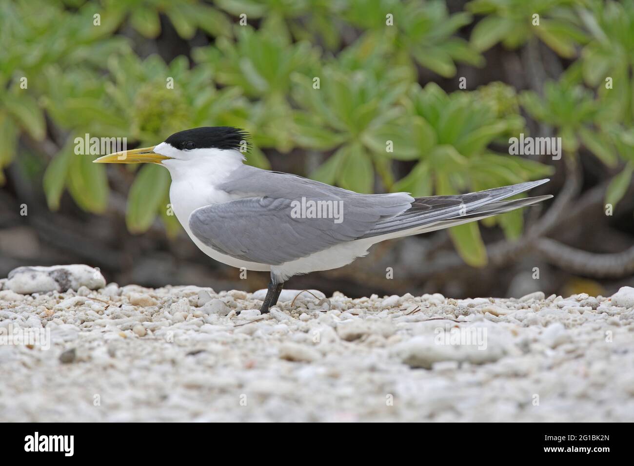 Grande Sterne de Crested (Thalasseus bergii cristatus) adulte dans la reproduction de plumage sur la plage de corail Lady Eliot Island, Queensland, Australie Février Banque D'Images