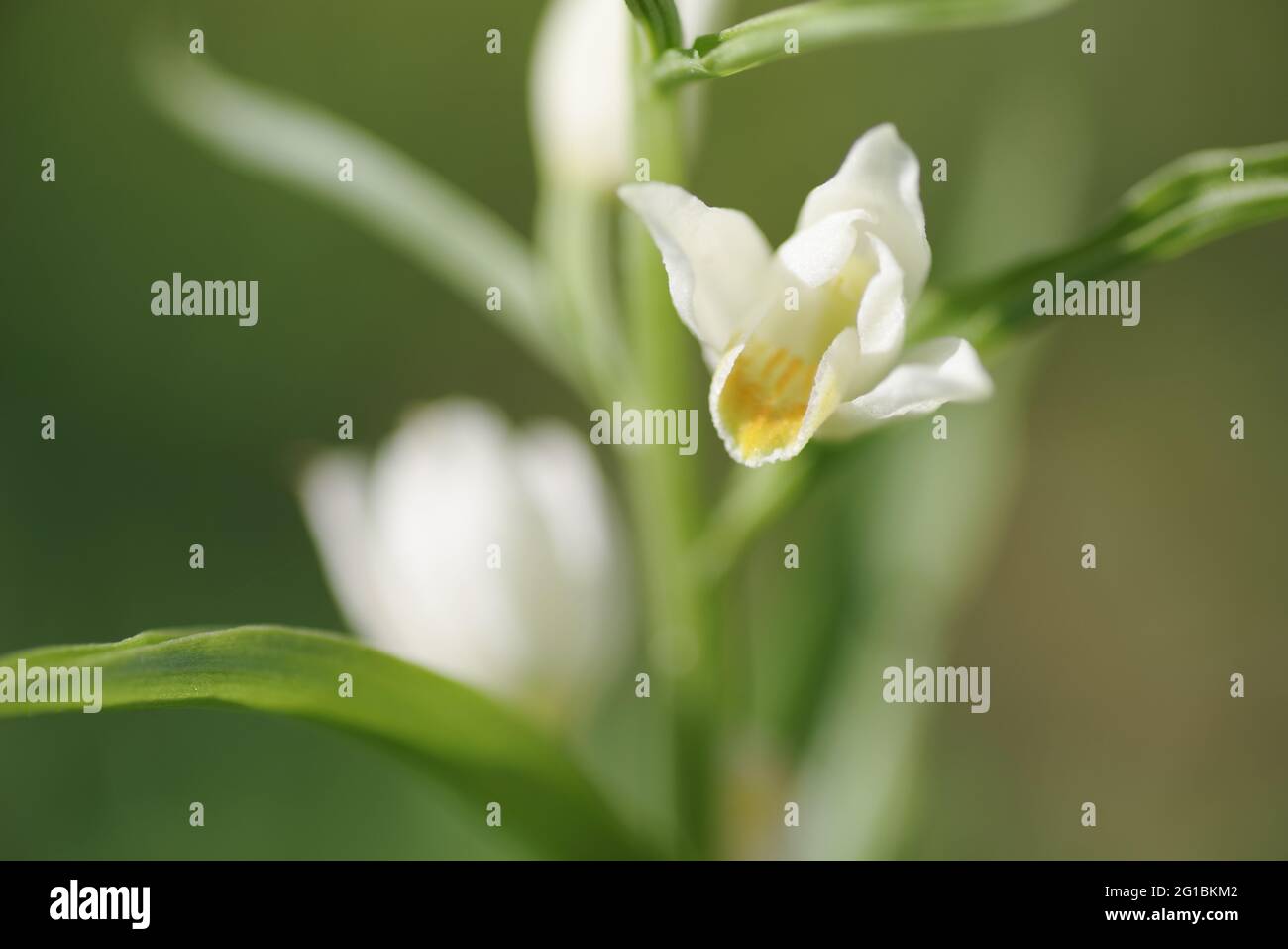 Floraison rare d'helléborine blanche sur Wolstonbury dans West Sussex Banque D'Images